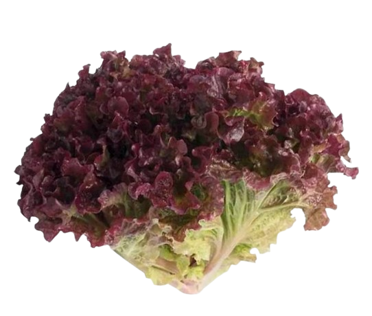 Alface Roxa