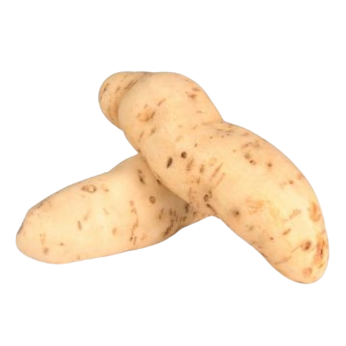 Batata-doce Branca
