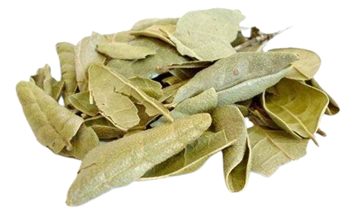 Boldo (Seco em Folhas)