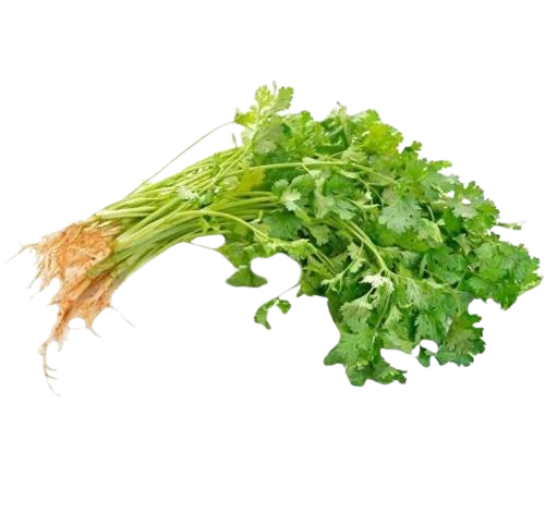 Coentro Fresco